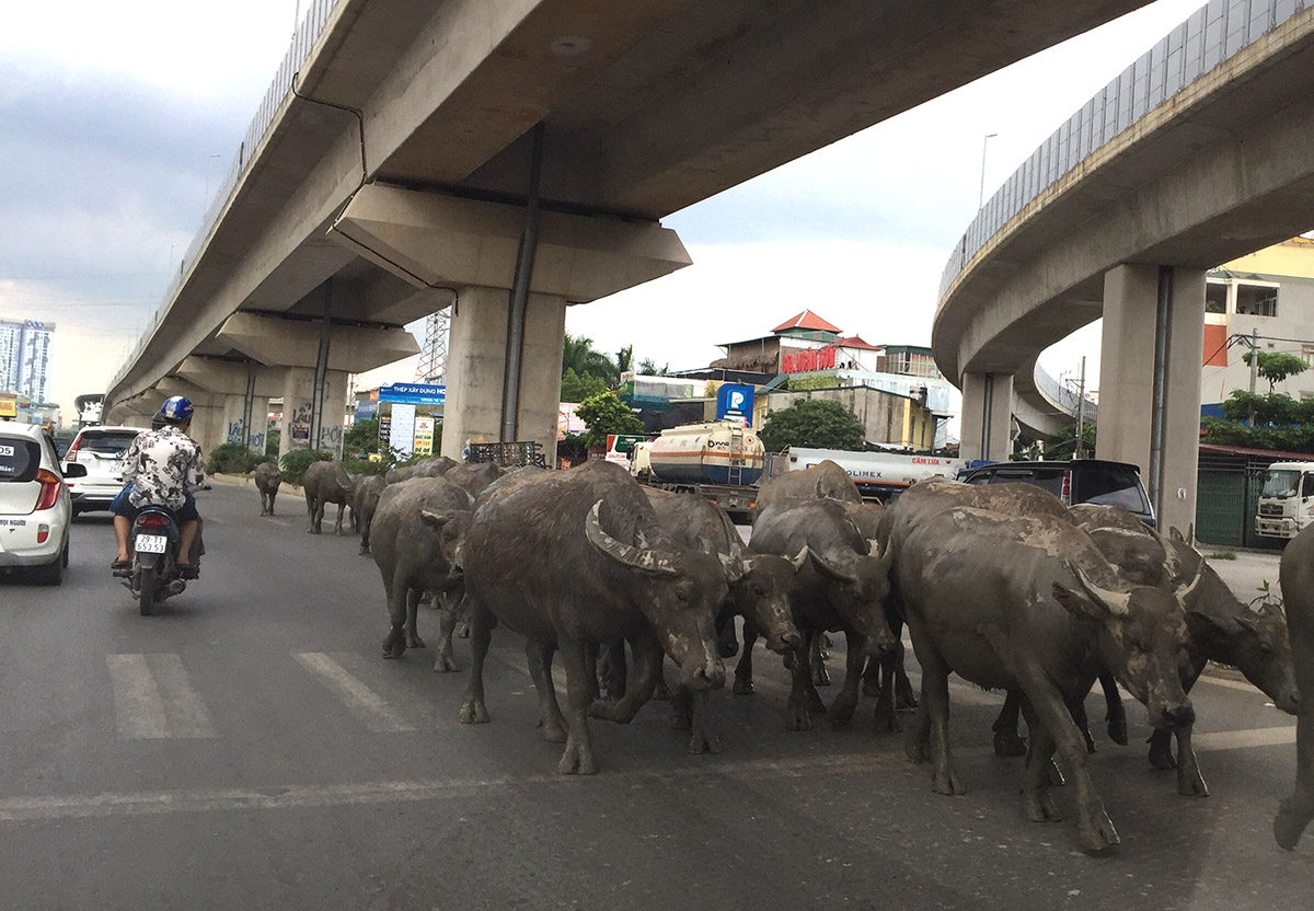 Thông tin từ đường dây nóng